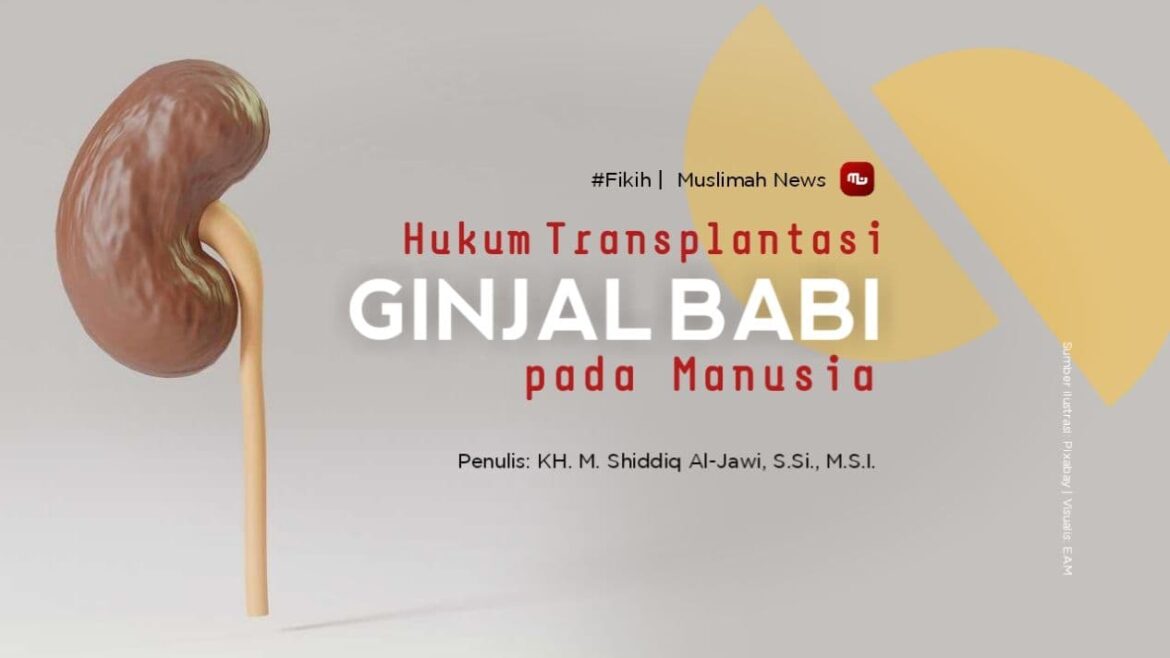Hukum Transplantasi Ginjal Babi pada Manusia