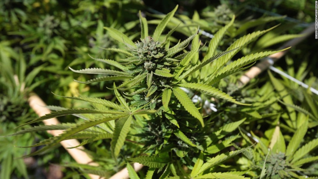 Hukum Mengonsumsi Ganja