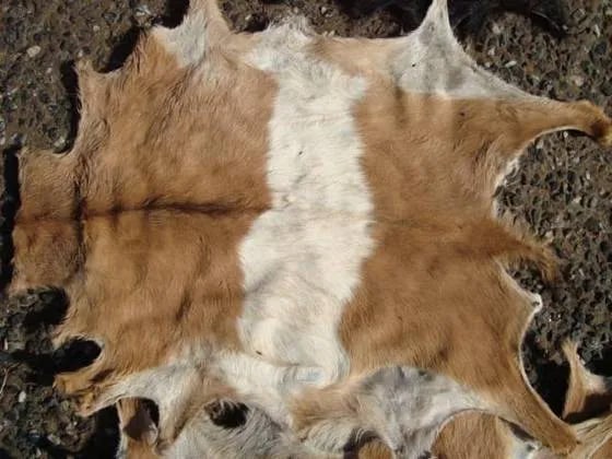 Barang Siapa Menjual Kulit Kurban, Tidak Ada Pahala Kurban Baginya