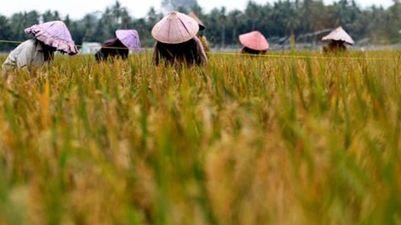 Swasembada Pangan dalam Kapitalisme, Antara Citra dan Fatamorgana