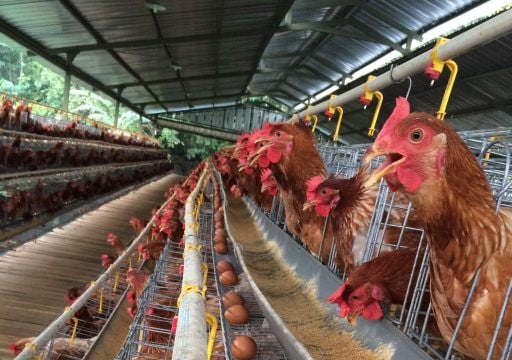 [Kabar] Pengamat: Peternak Menghadapi Beban Ganda Akibat Politik Peternakan Kapitalistik