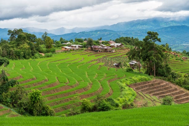 [Kabar] Raksasa Finansial Global Masuk Ranah Sawah, Analis: Jangan Ada Komersialisasi Baru atas Tanah!