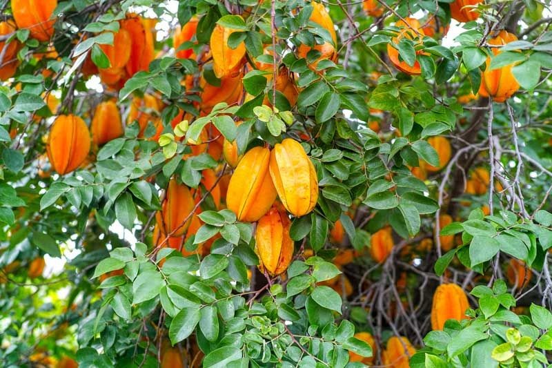 [Fikih] Hukum Jual Beli Buah yang Masih di Pohon